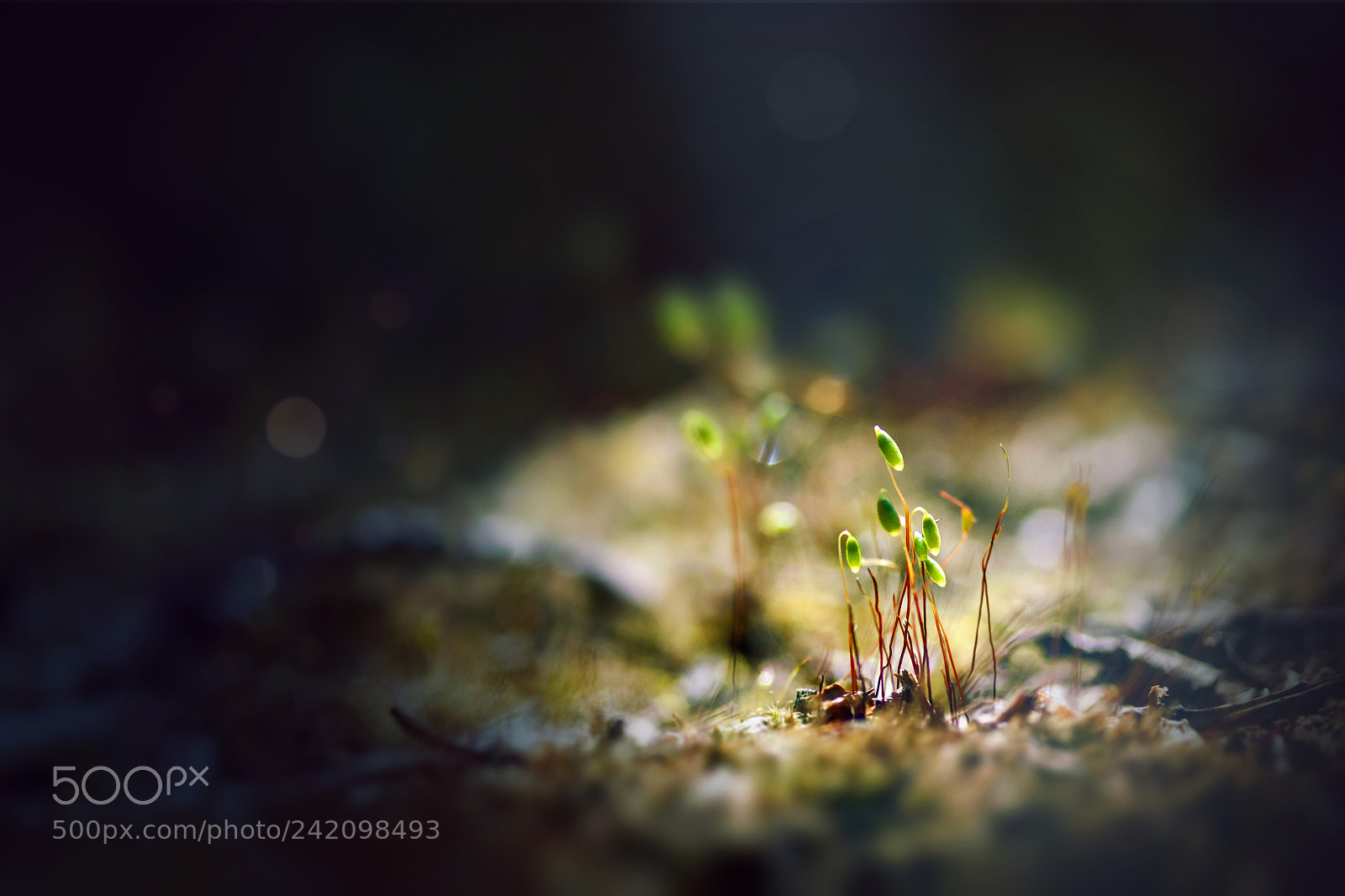 Canon EOS 50D sample photo. A moss photography