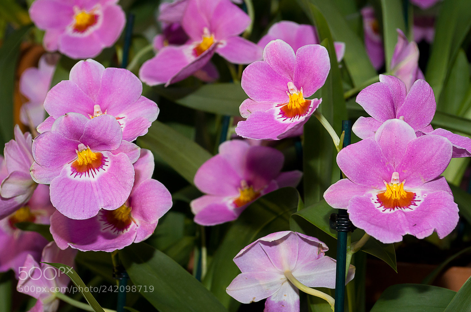 Nikon D90 sample photo. Flowers photography