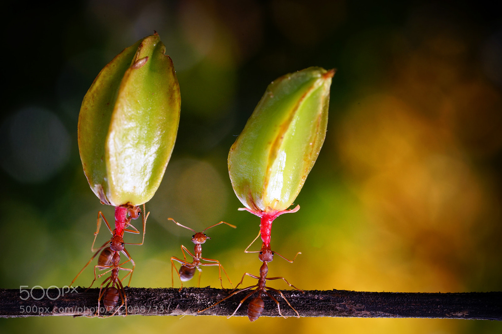 Sony a7 sample photo. The ants photography