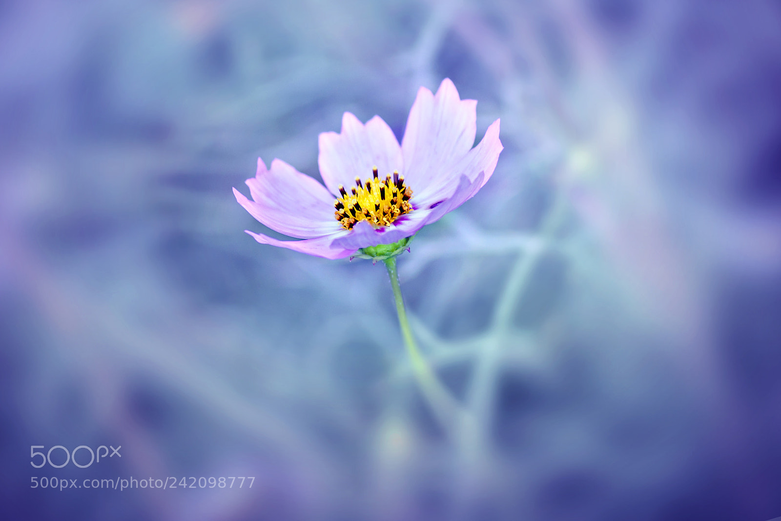 Canon EOS 50D sample photo. A flower photography