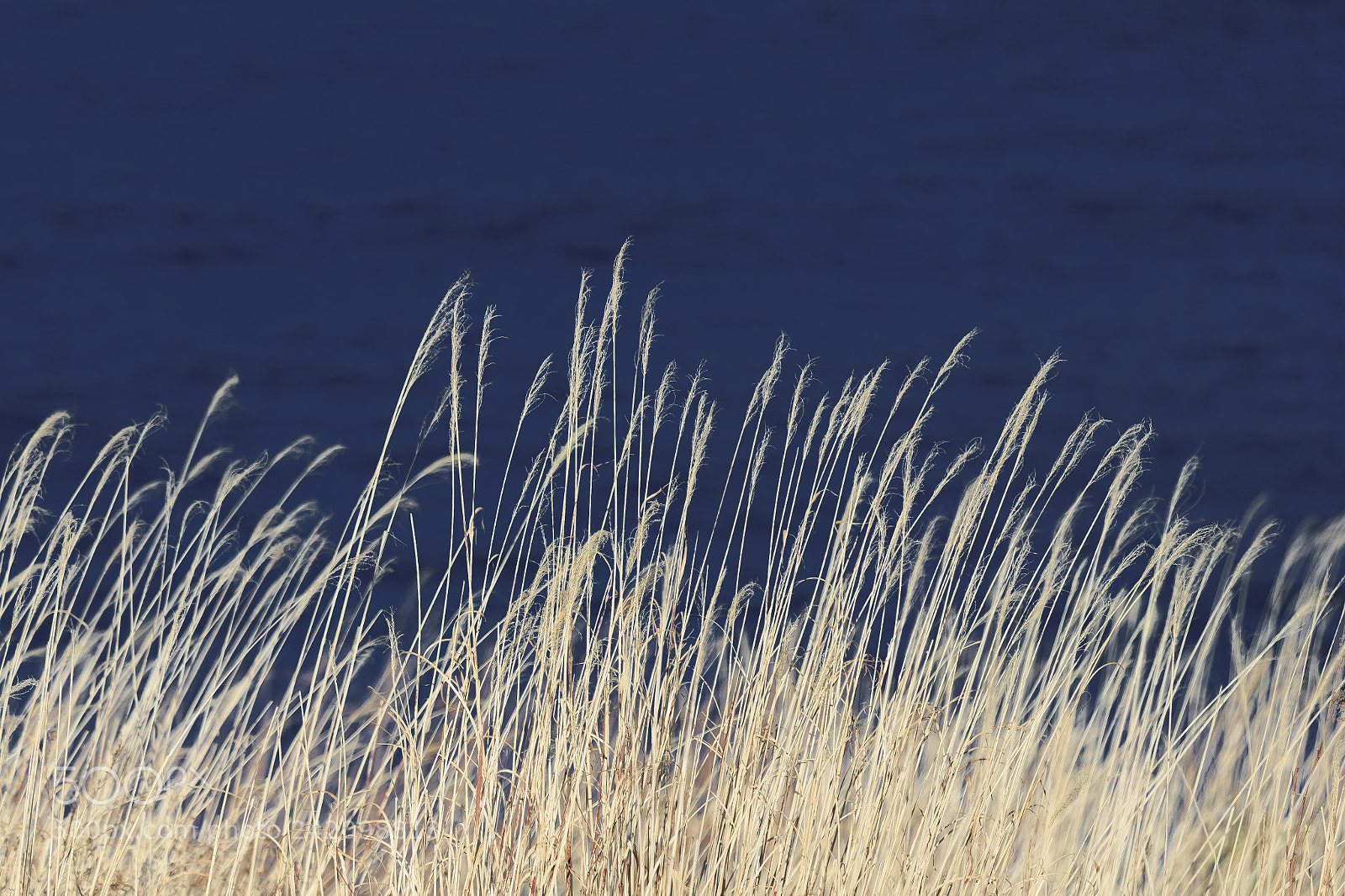 Canon EOS 550D (EOS Rebel T2i / EOS Kiss X4) sample photo. The winter the grass photography