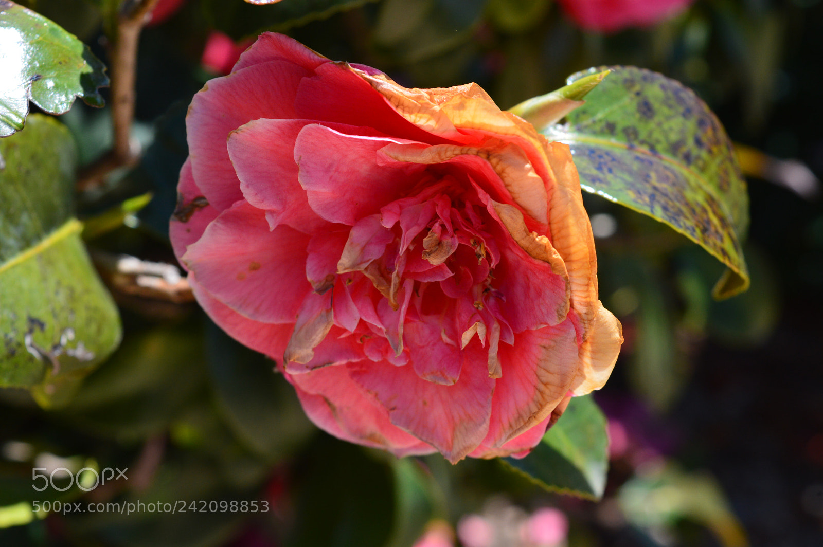 Nikon D3200 sample photo. Flower photography