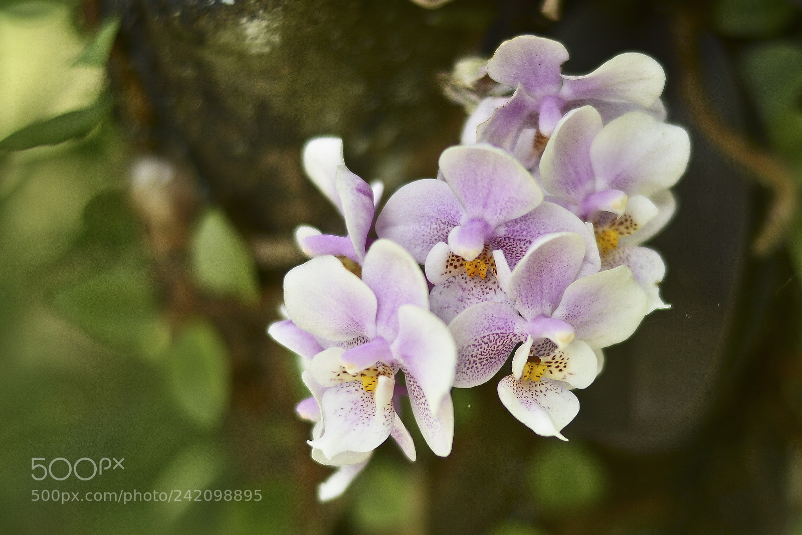 Nikon D7100 sample photo. Delicadeza envolvente photography