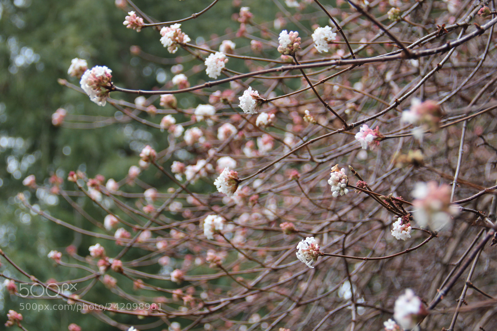 Canon EF-S 18-135mm F3.5-5.6 IS sample photo. Natural beauty photography