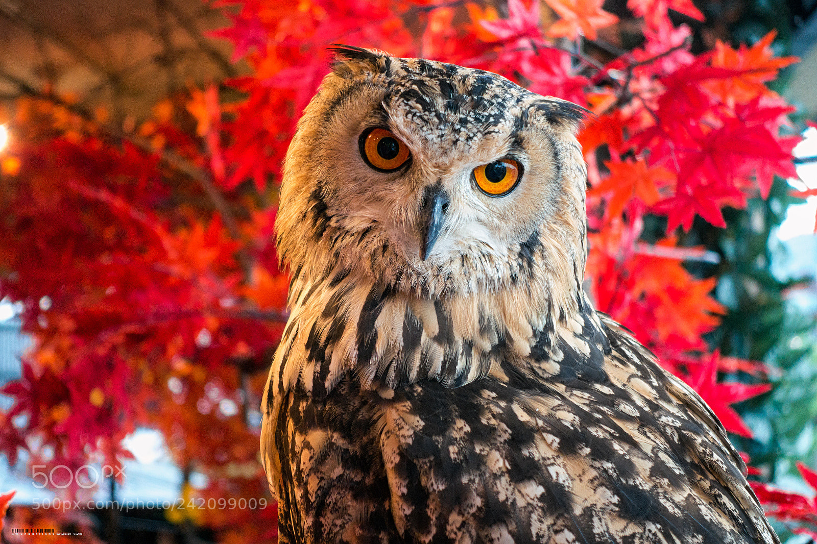 Sony Cyber-shot DSC-RX100 III sample photo. Owl (vi) photography