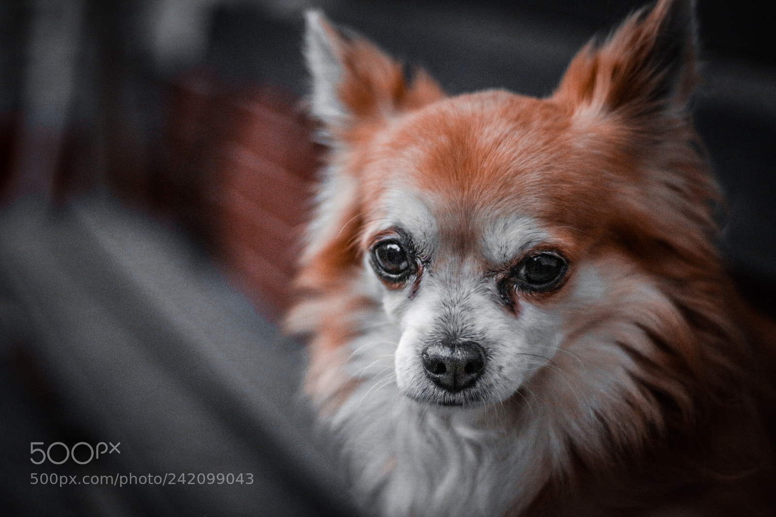 Canon EOS 100D (EOS Rebel SL1 / EOS Kiss X7) sample photo. Soul of chihuahua photography