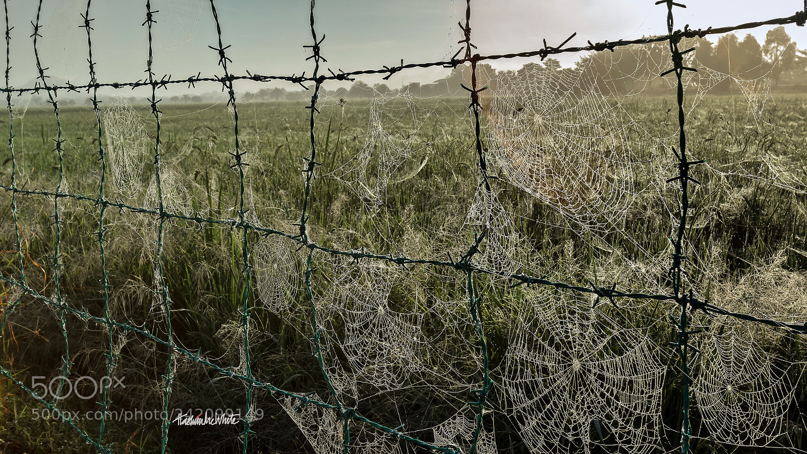 Canon EOS 7D Mark II sample photo. Morning dew photography