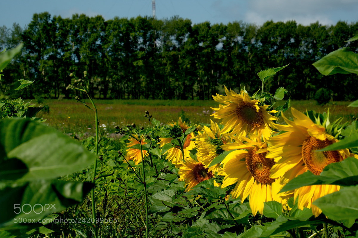 Fujifilm X-T1 sample photo. Россия. Алтайский край. photography
