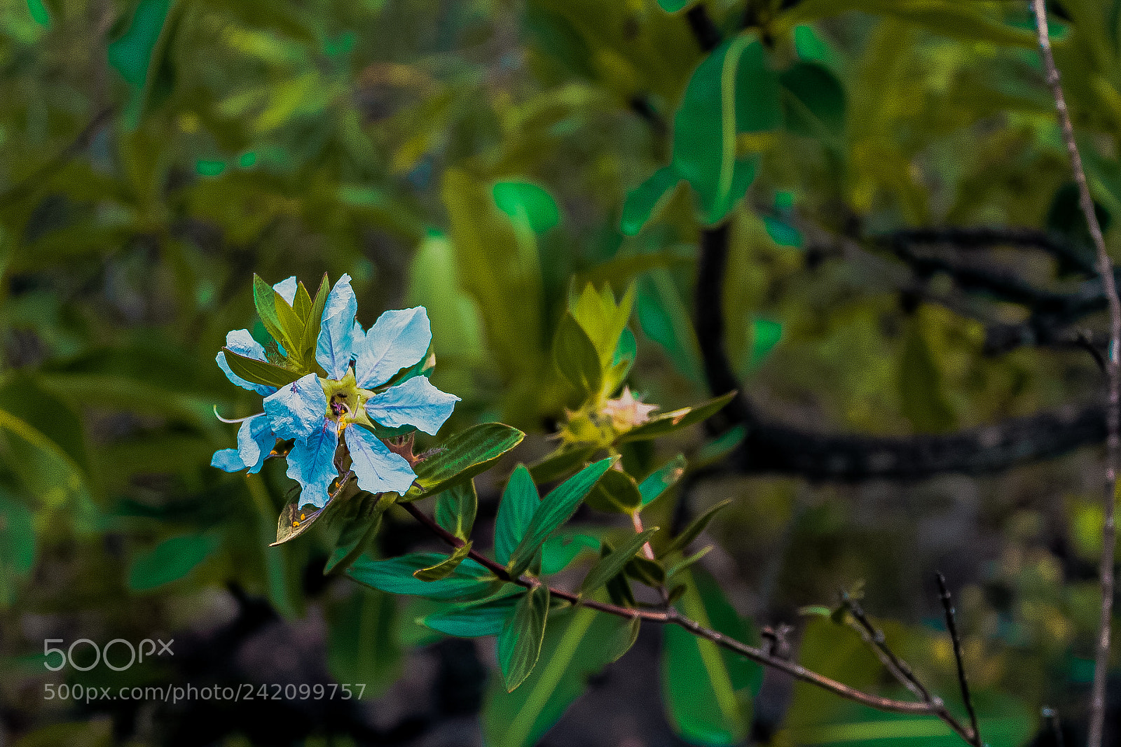 Canon EOS 1200D (EOS Rebel T5 / EOS Kiss X70 / EOS Hi) sample photo. Flor do cerrado photography