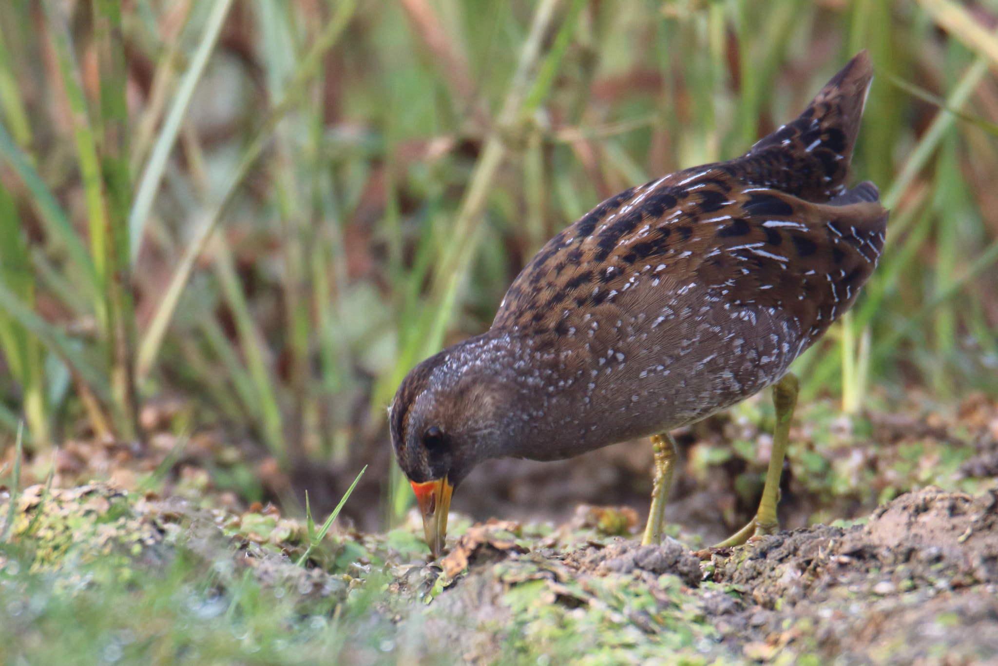 Canon EOS 1200D (EOS Rebel T5 / EOS Kiss X70 / EOS Hi) + Tamron SP 150-600mm F5-6.3 Di VC USD sample photo. Spotted crake  photography