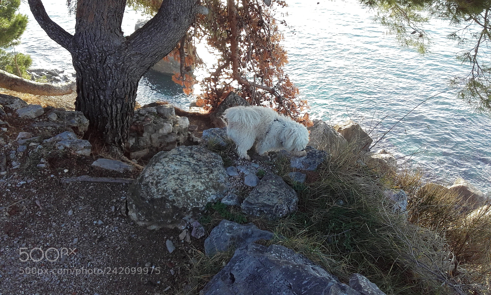Samsung Galaxy Core Prime sample photo. Field research photography