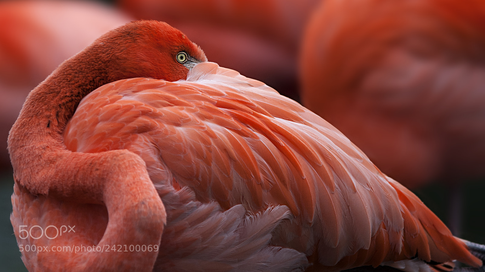 Nikon D200 sample photo. Flamingo photography
