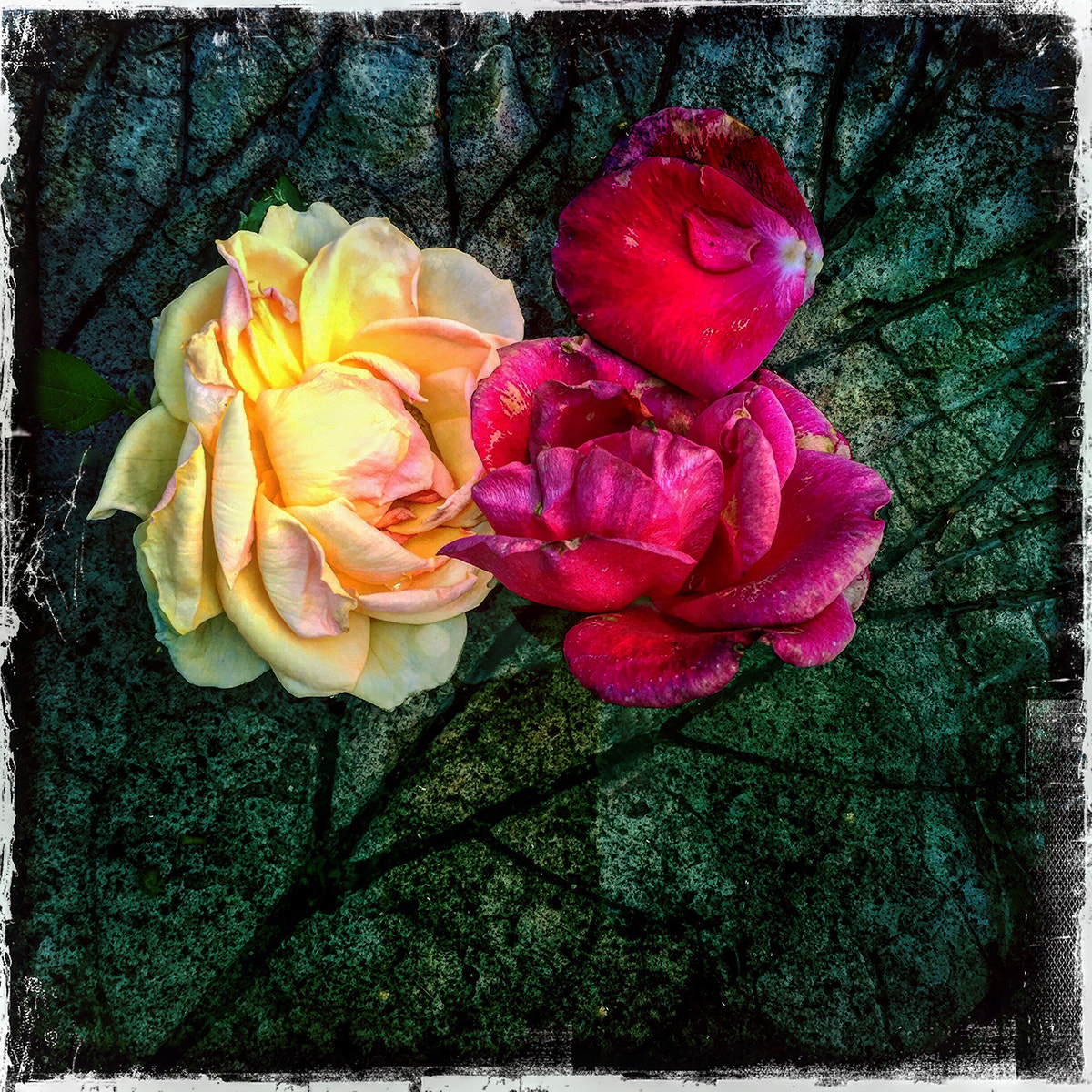 Hipstamatic 314 sample photo. Fading photography