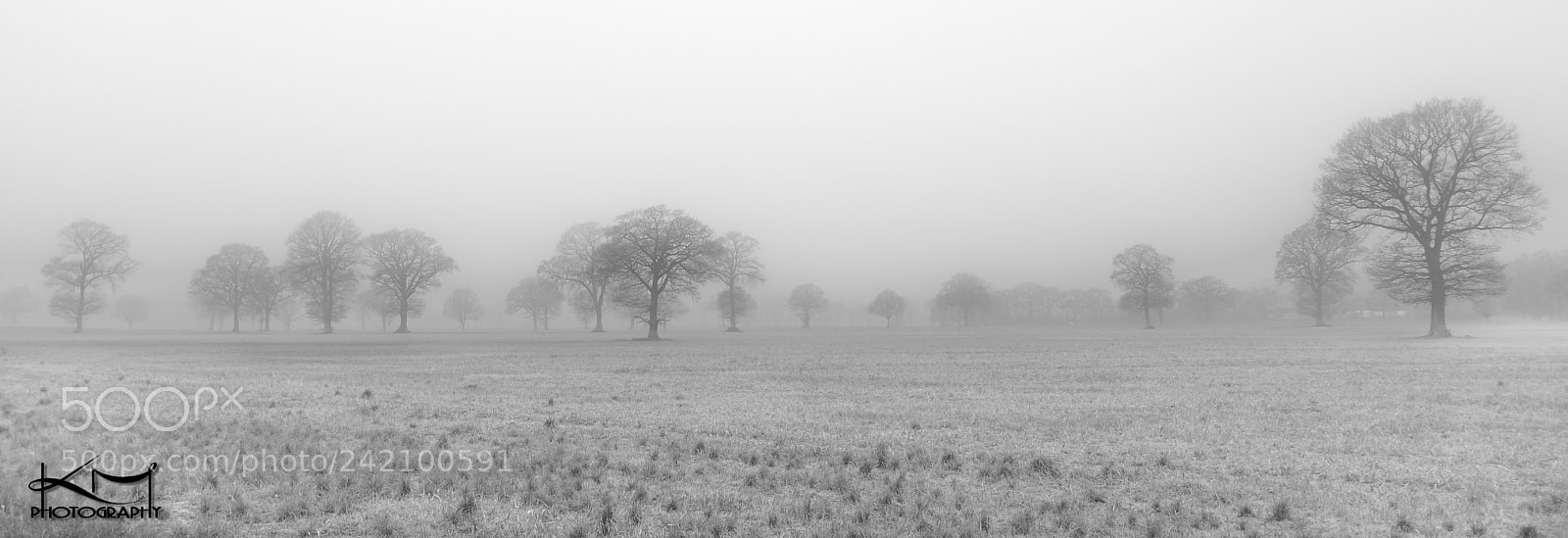Nikon D810 sample photo. Misty morning photography
