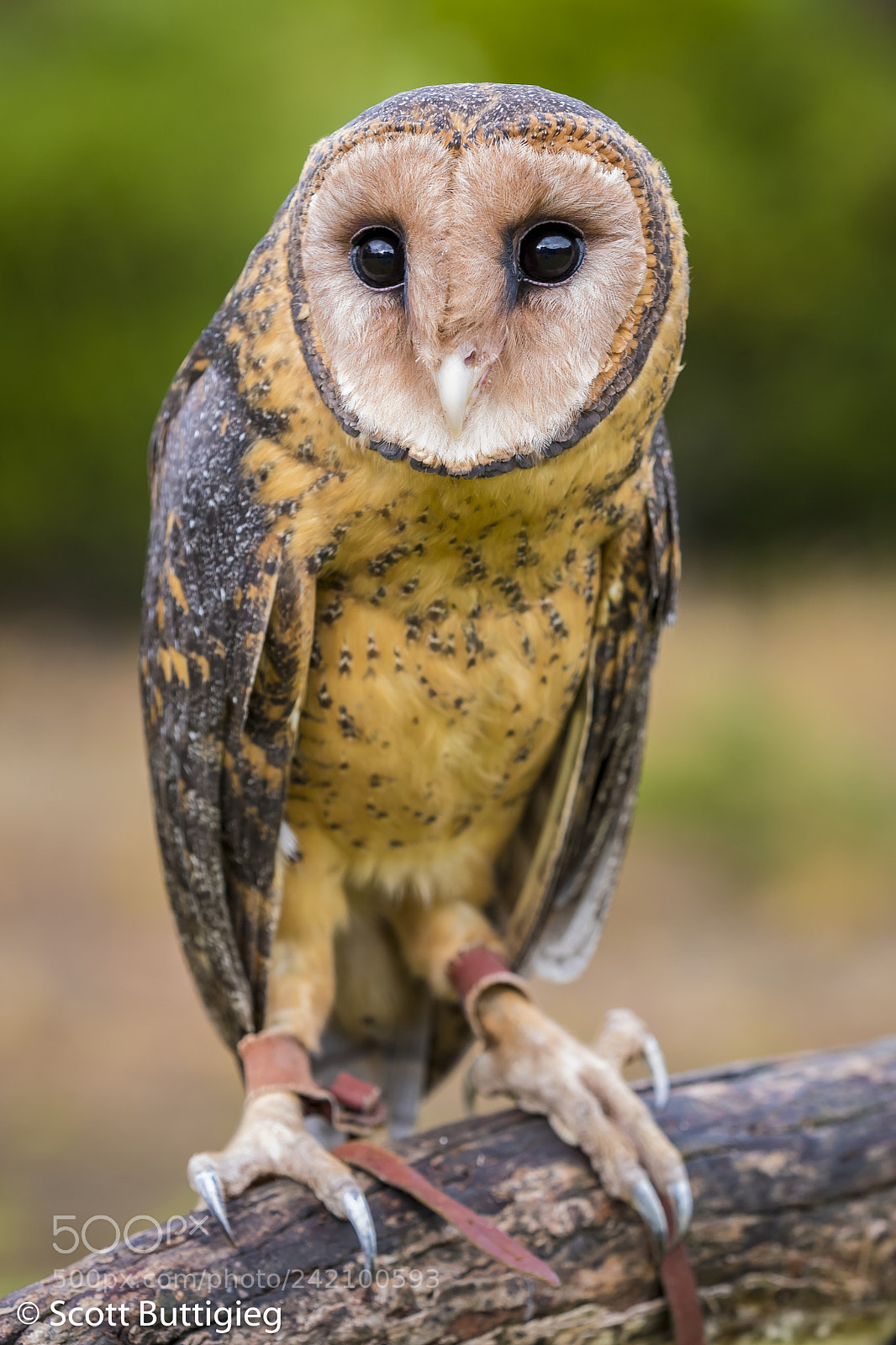 Canon EOS-1D X Mark II sample photo. The masked owl photography