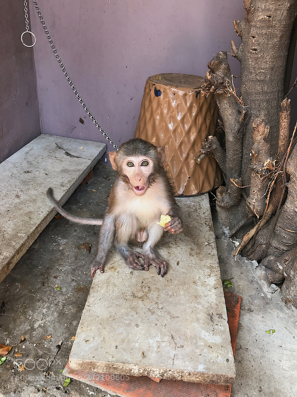 Apple iPhone 7 sample photo. Monkey baby! photography