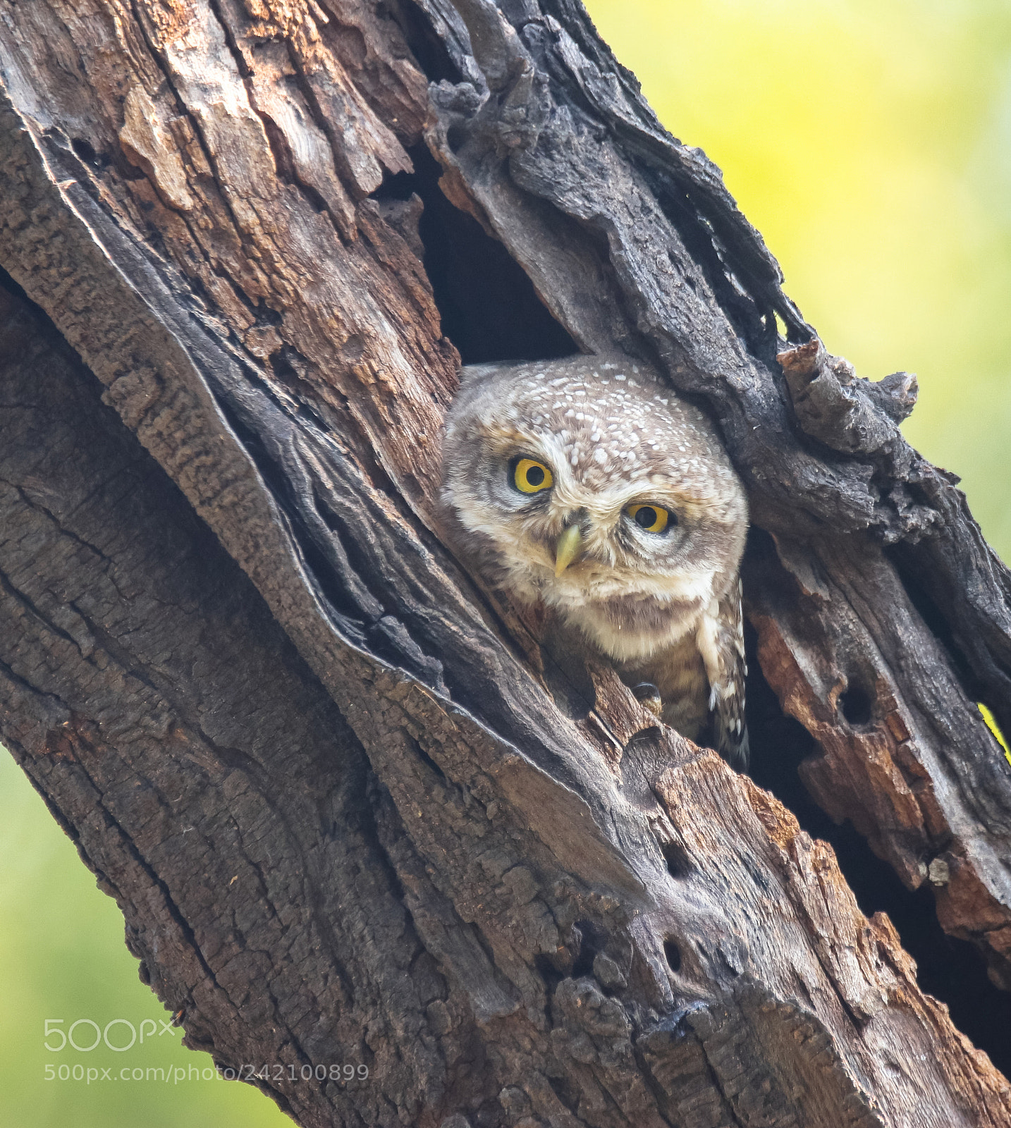 Canon EOS 77D (EOS 9000D / EOS 770D) sample photo. Spotted owlet  photography