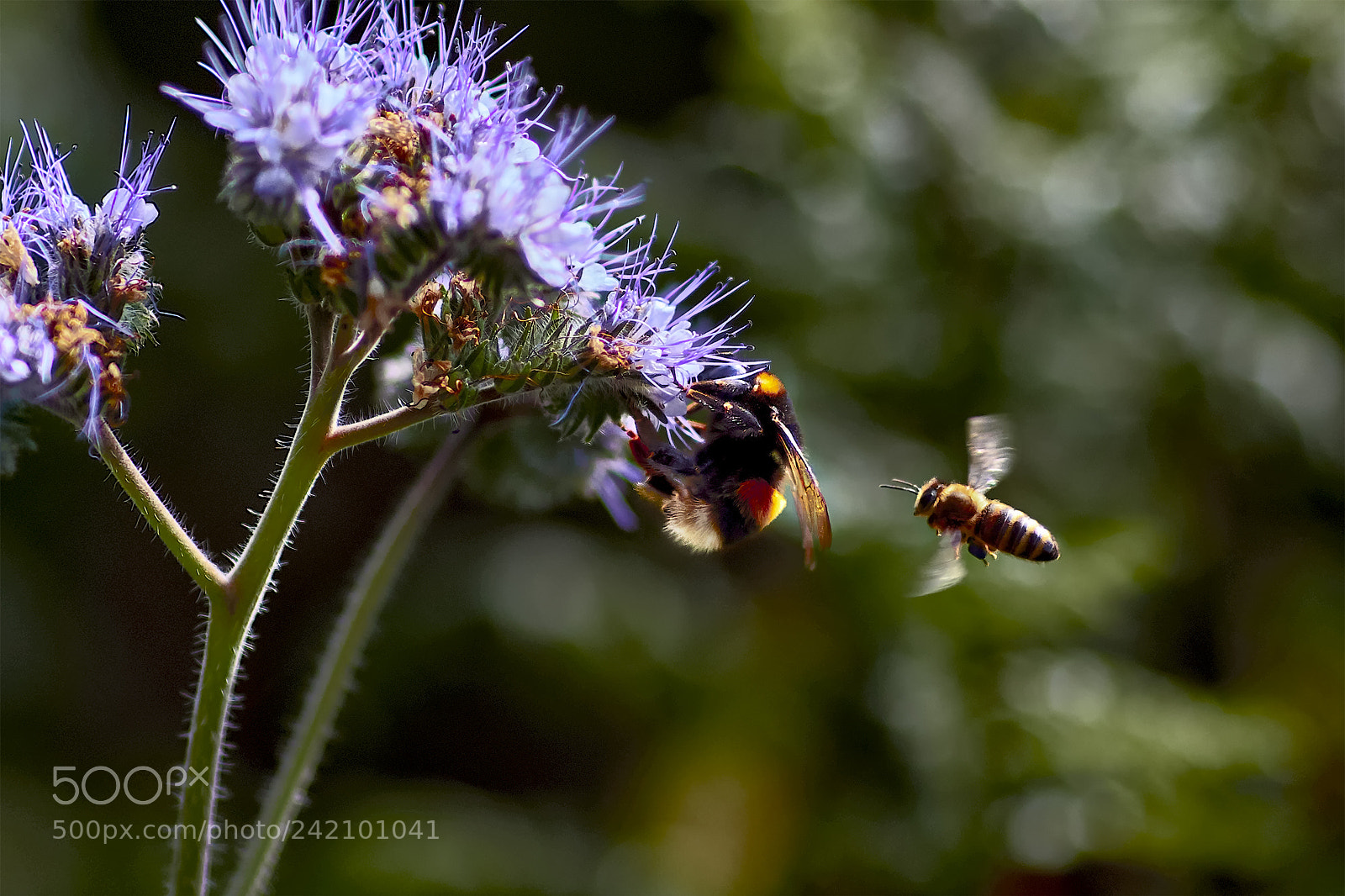 Canon EOS 7D Mark II sample photo. Go ahead fatty photography
