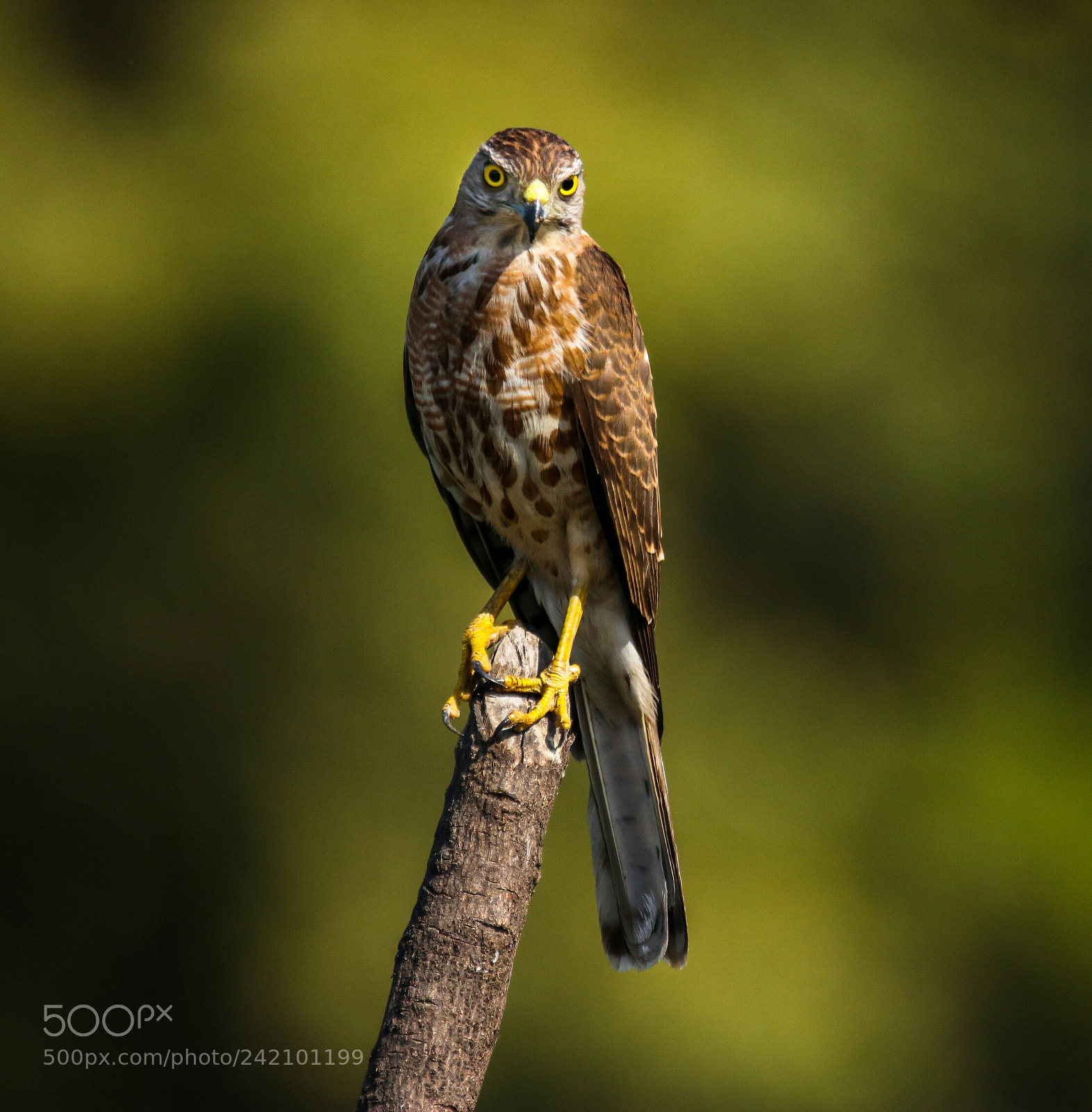 Canon EOS 77D (EOS 9000D / EOS 770D) sample photo. Shikra juvenile  photography