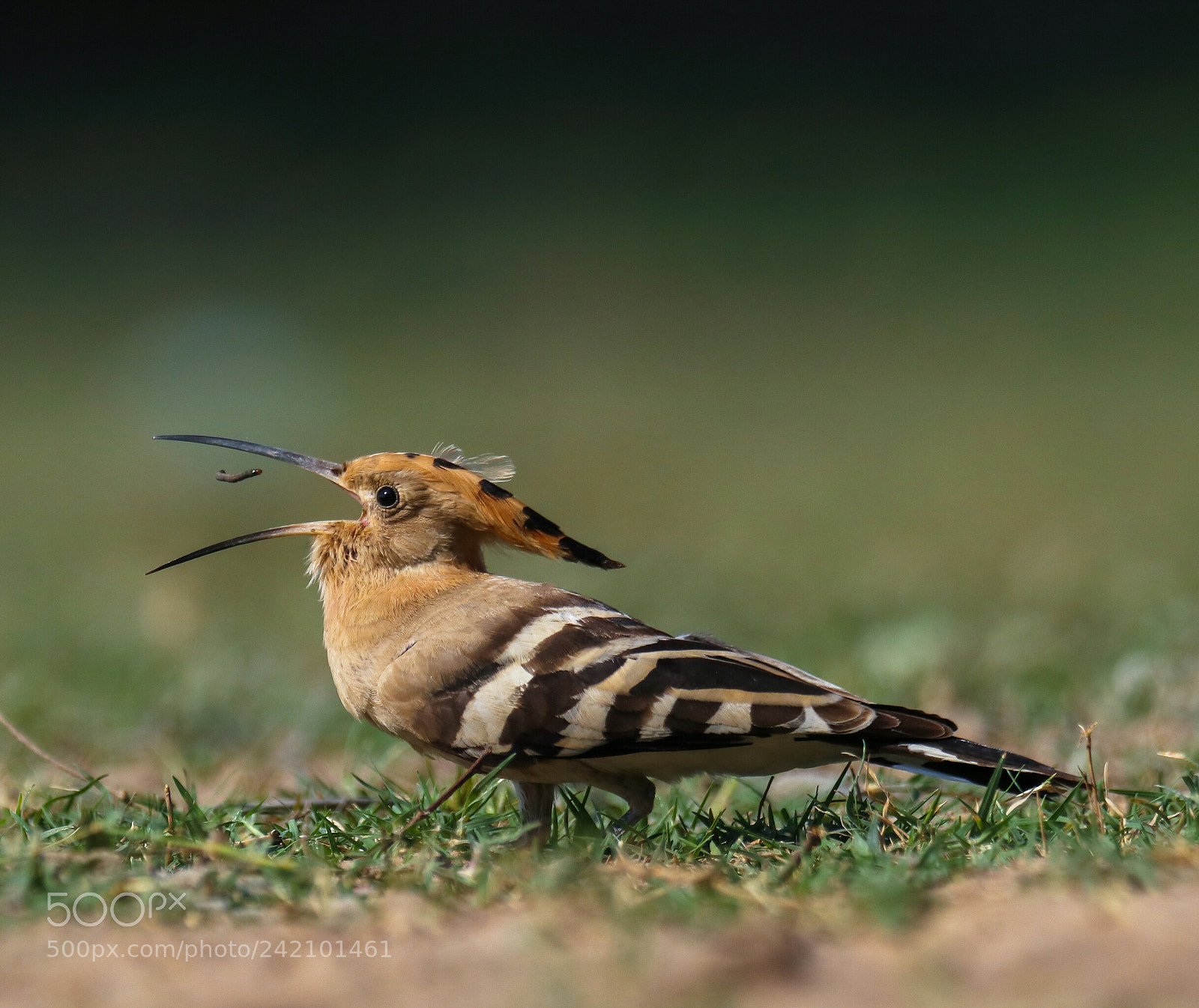 Canon EOS 77D (EOS 9000D / EOS 770D) sample photo. Common hoopoe  photography