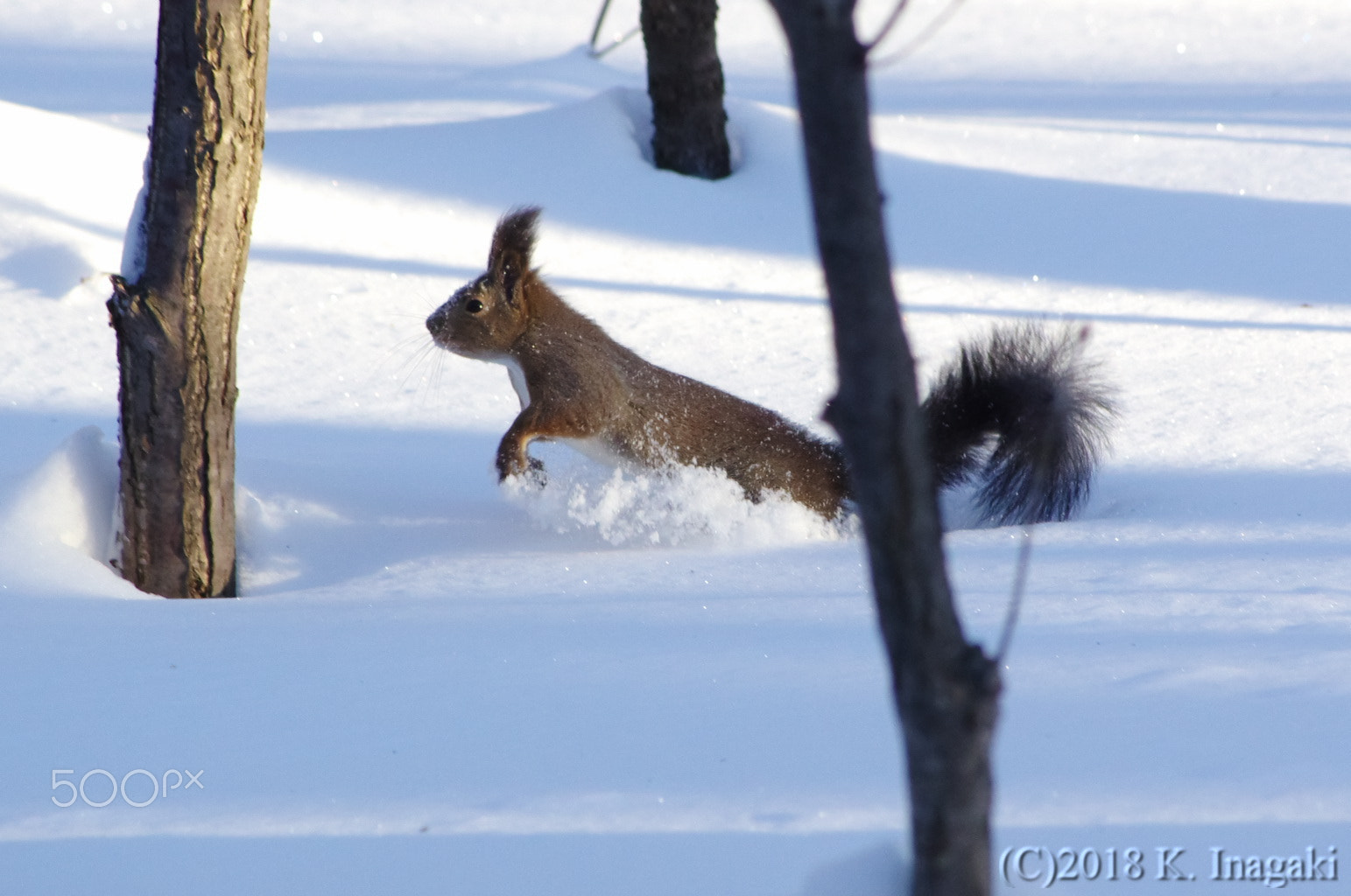 Pentax K-5 + Pentax smc DA 50-200mm F4-5.6 ED sample photo. Snow! photography