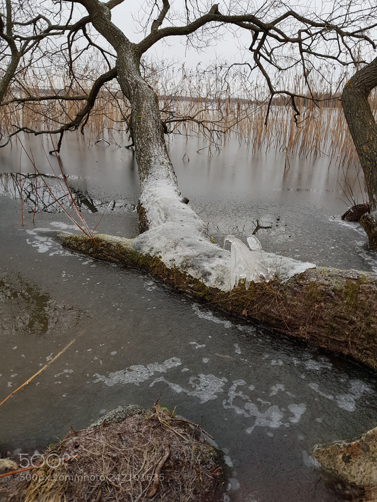 Samsung Galaxy S8 sample photo. Three  in the water photography