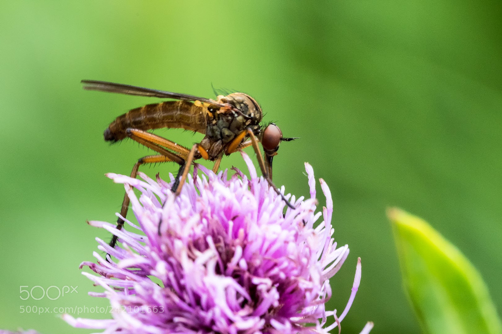Canon EOS 7D Mark II sample photo. The alien is feeding photography