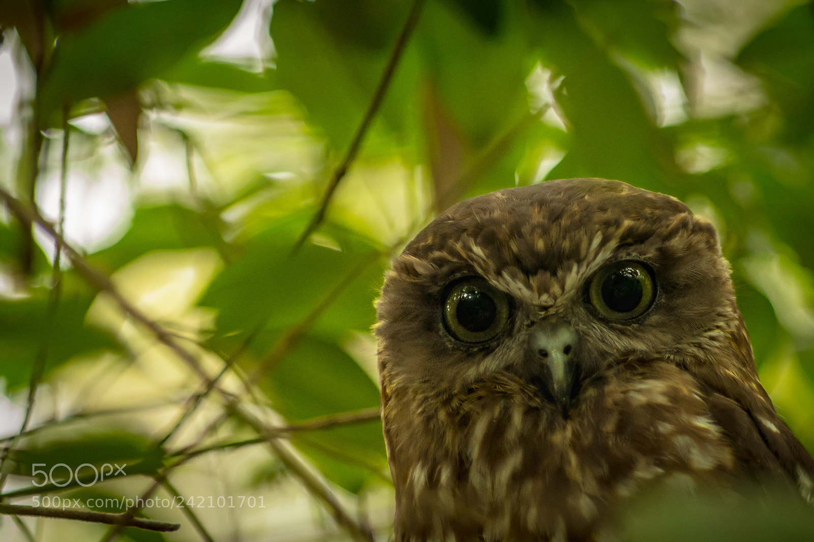 Pentax K-5 sample photo. Peek a boo photography