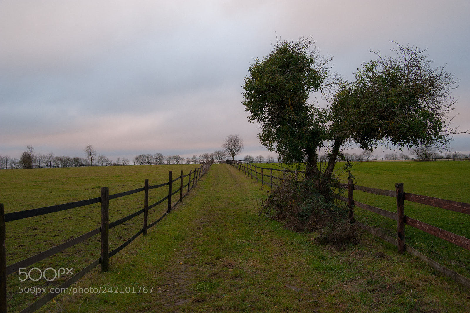 Nikon D700 sample photo. Without horses photography