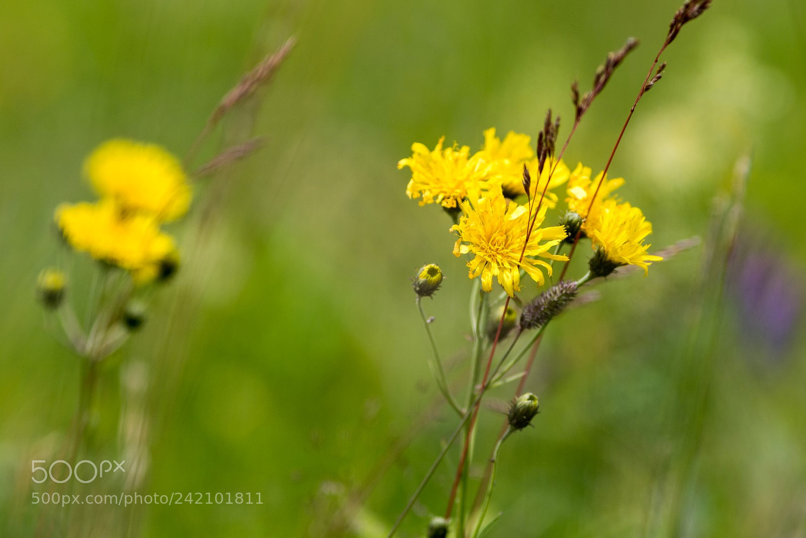 Canon EOS 7D Mark II sample photo. The meadow is a photography