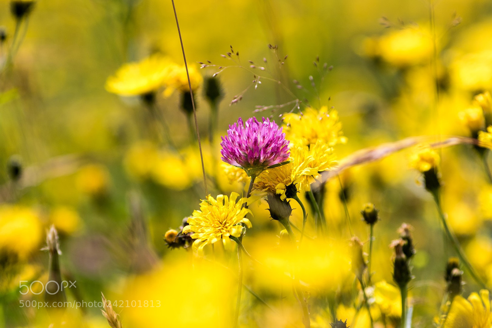 Canon EOS 7D Mark II sample photo. The meadow is a photography