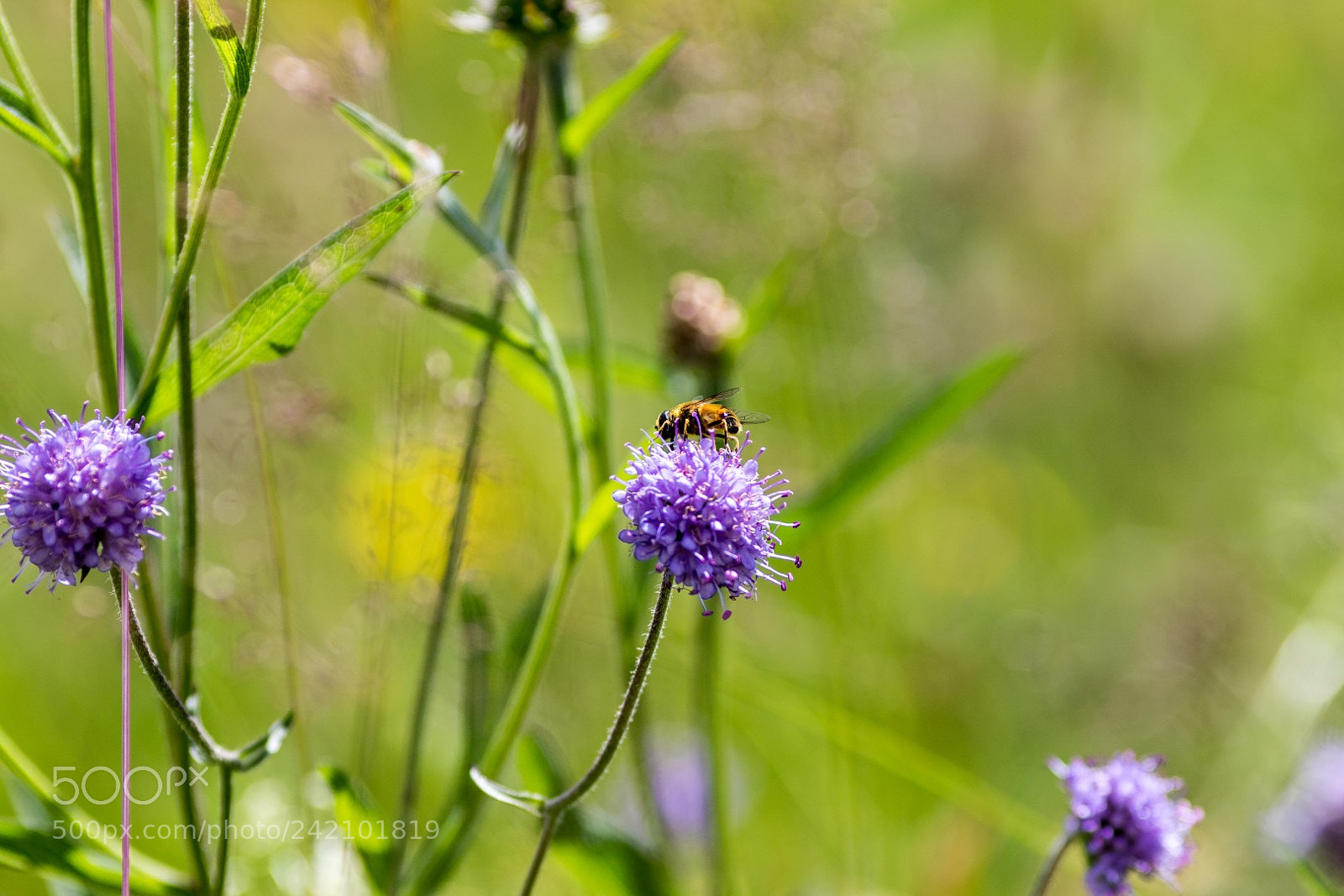 Canon EOS 7D Mark II sample photo. The meadow is a photography