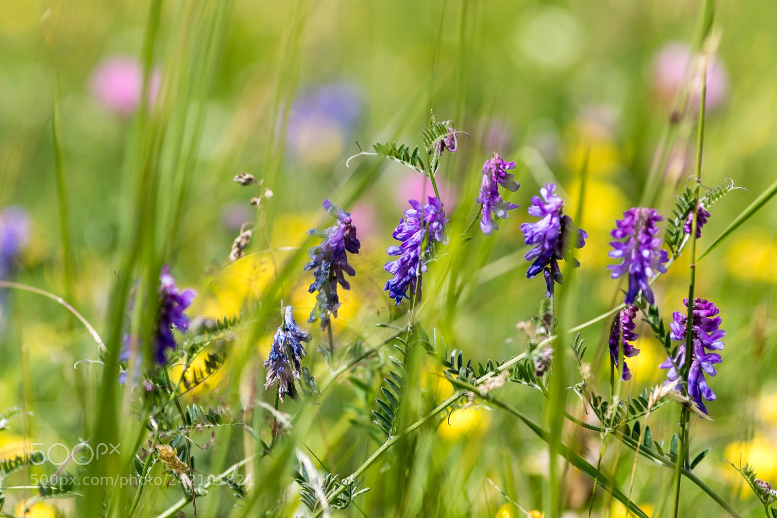 Canon EOS 7D Mark II sample photo. The meadow is a photography