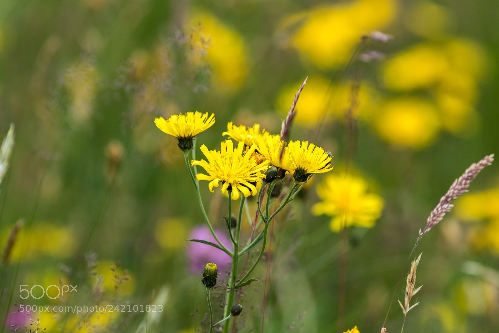 Canon EOS 7D Mark II sample photo. The meadow is a photography