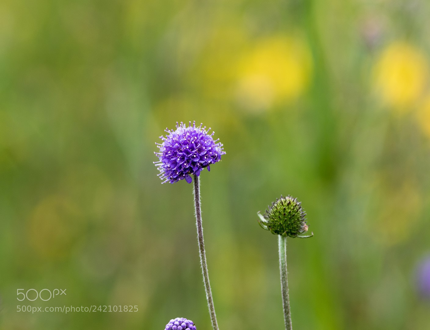 Canon EOS 7D Mark II sample photo. The meadow is a photography