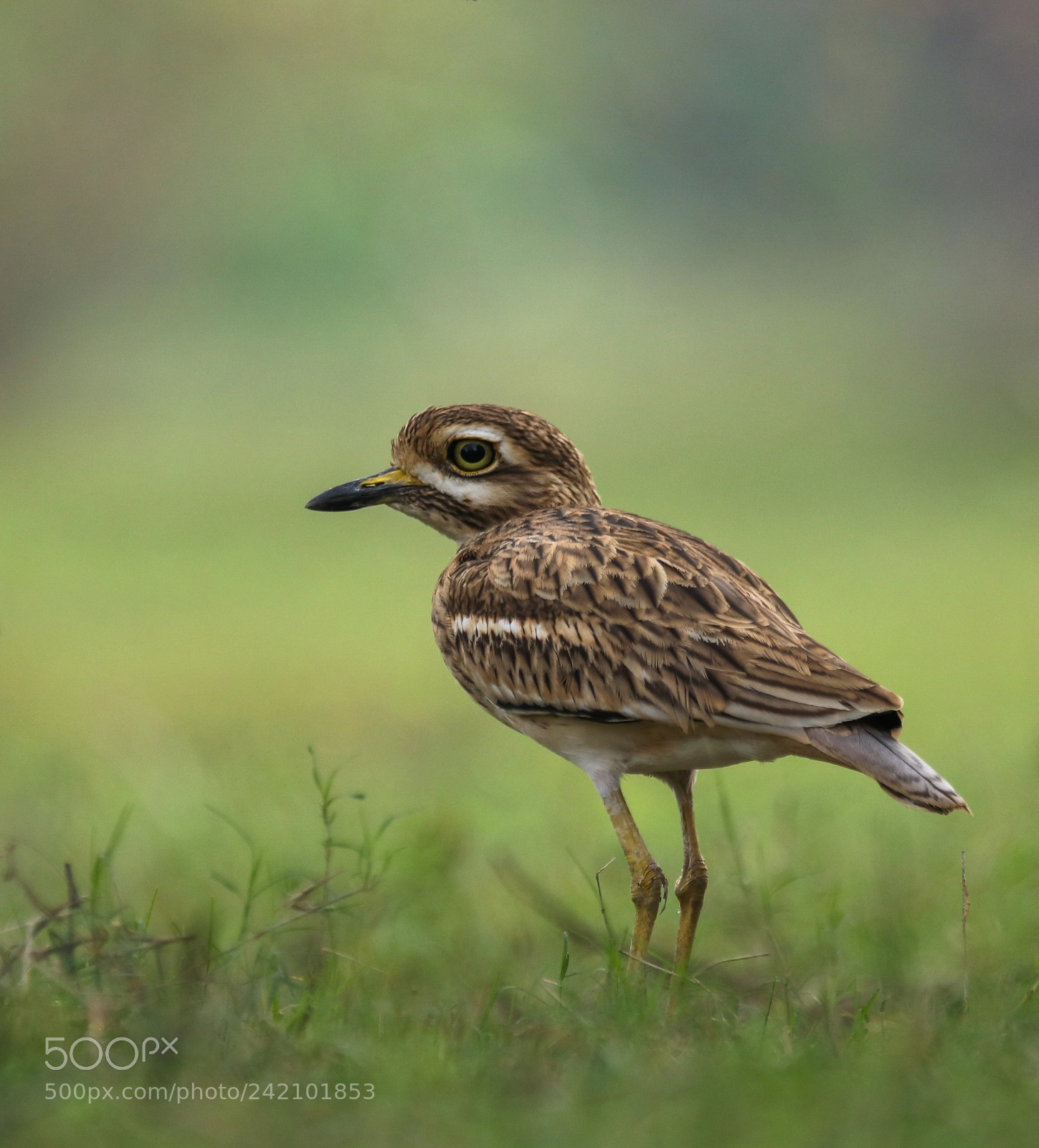 Canon EOS 77D (EOS 9000D / EOS 770D) sample photo. Eurasian stone curlew  photography