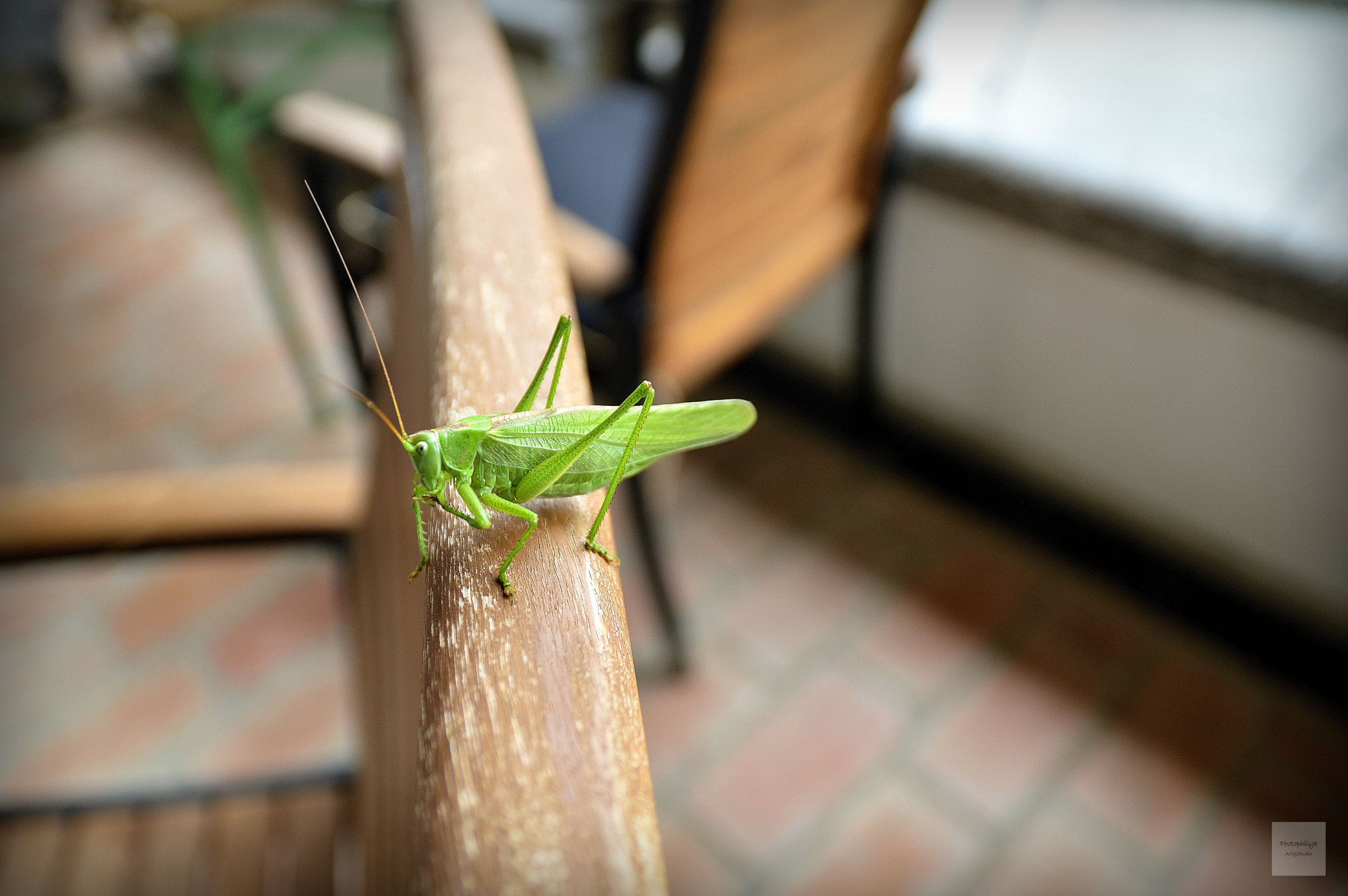 Sigma 17-70mm F2.8-4 DC Macro OS HSM | C sample photo. Remembering the summer photography