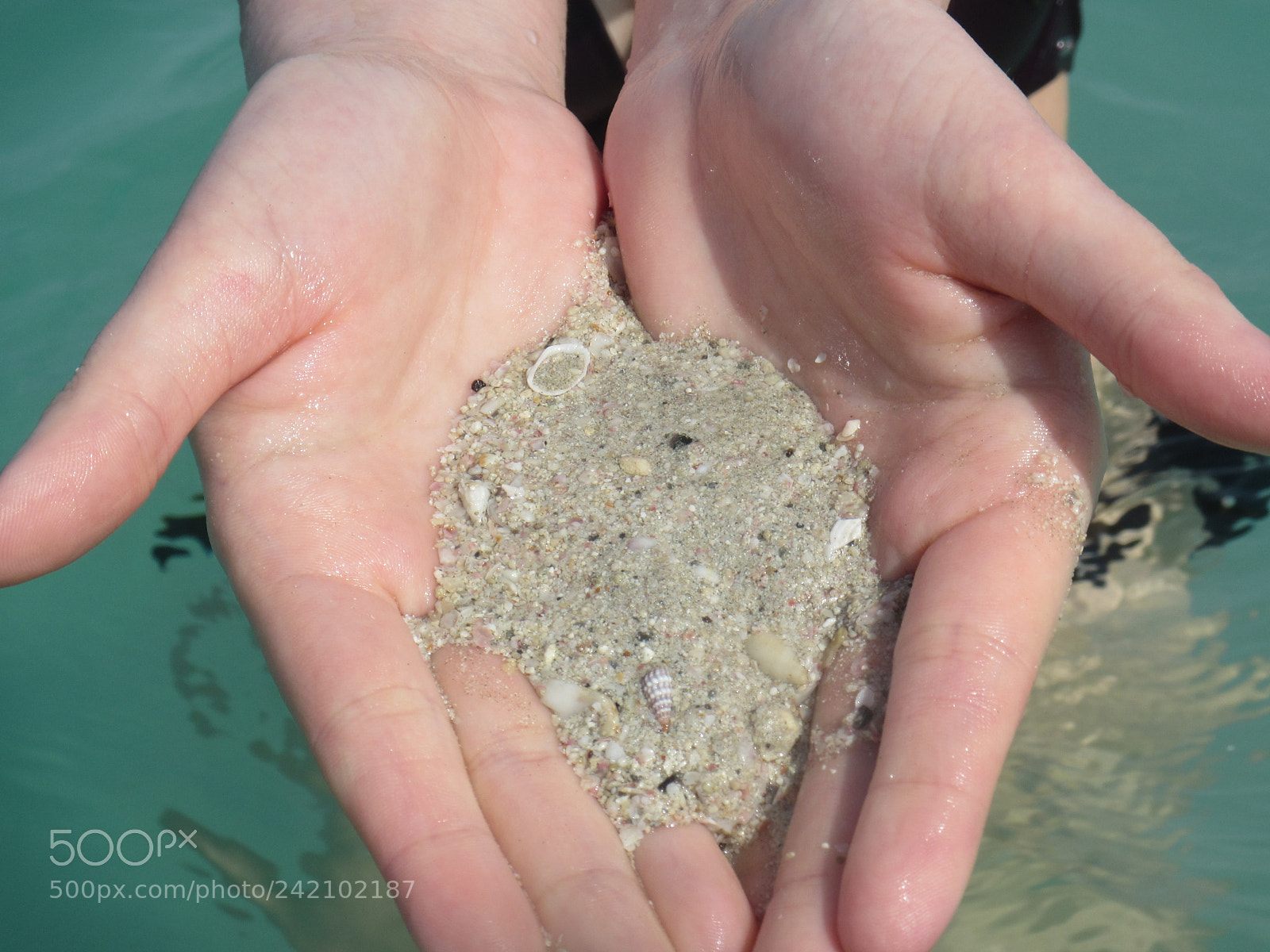 Canon PowerShot D30 sample photo. Seashells photography