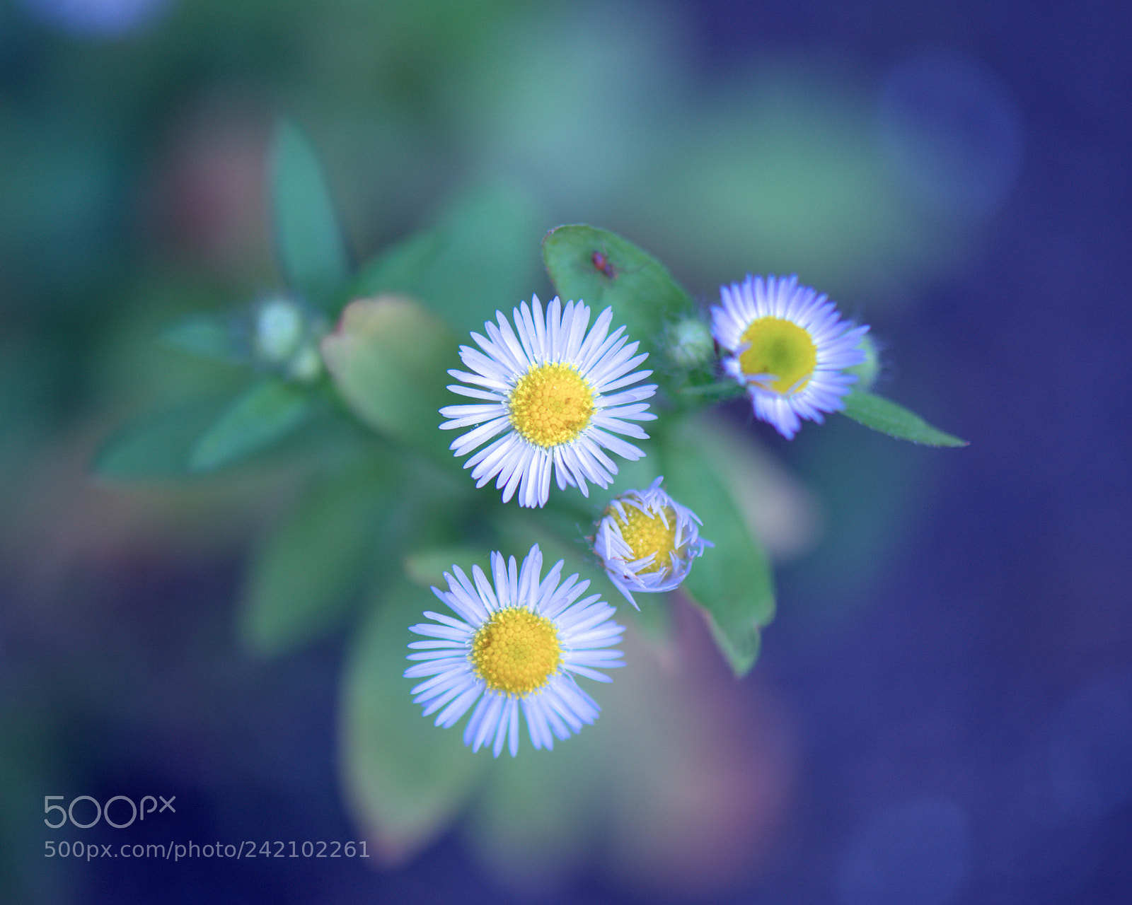 Nikon D800 sample photo. Flowers photography