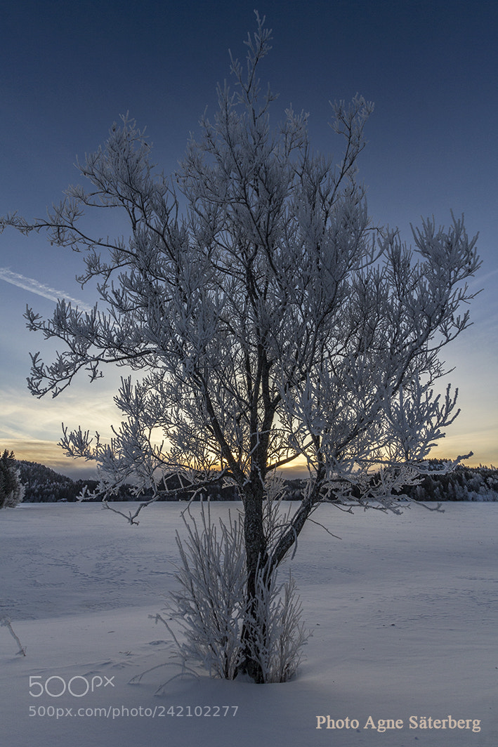Canon EOS 60D sample photo. The lonely tree by photography