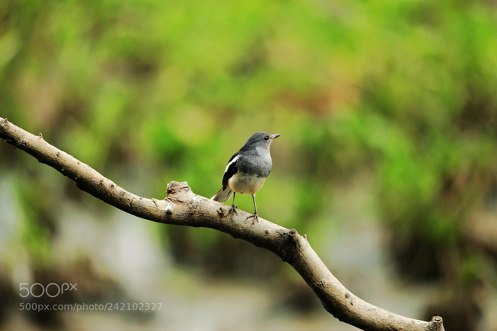 Canon EOS-1D X sample photo. Lovely bird photography