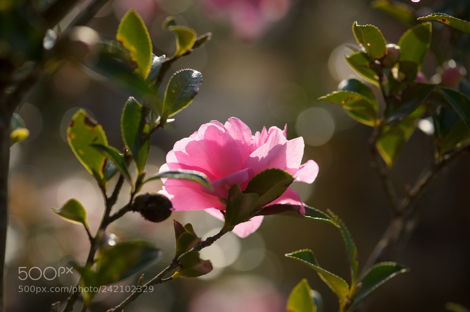 Nikon D3S sample photo. Tranparent photography