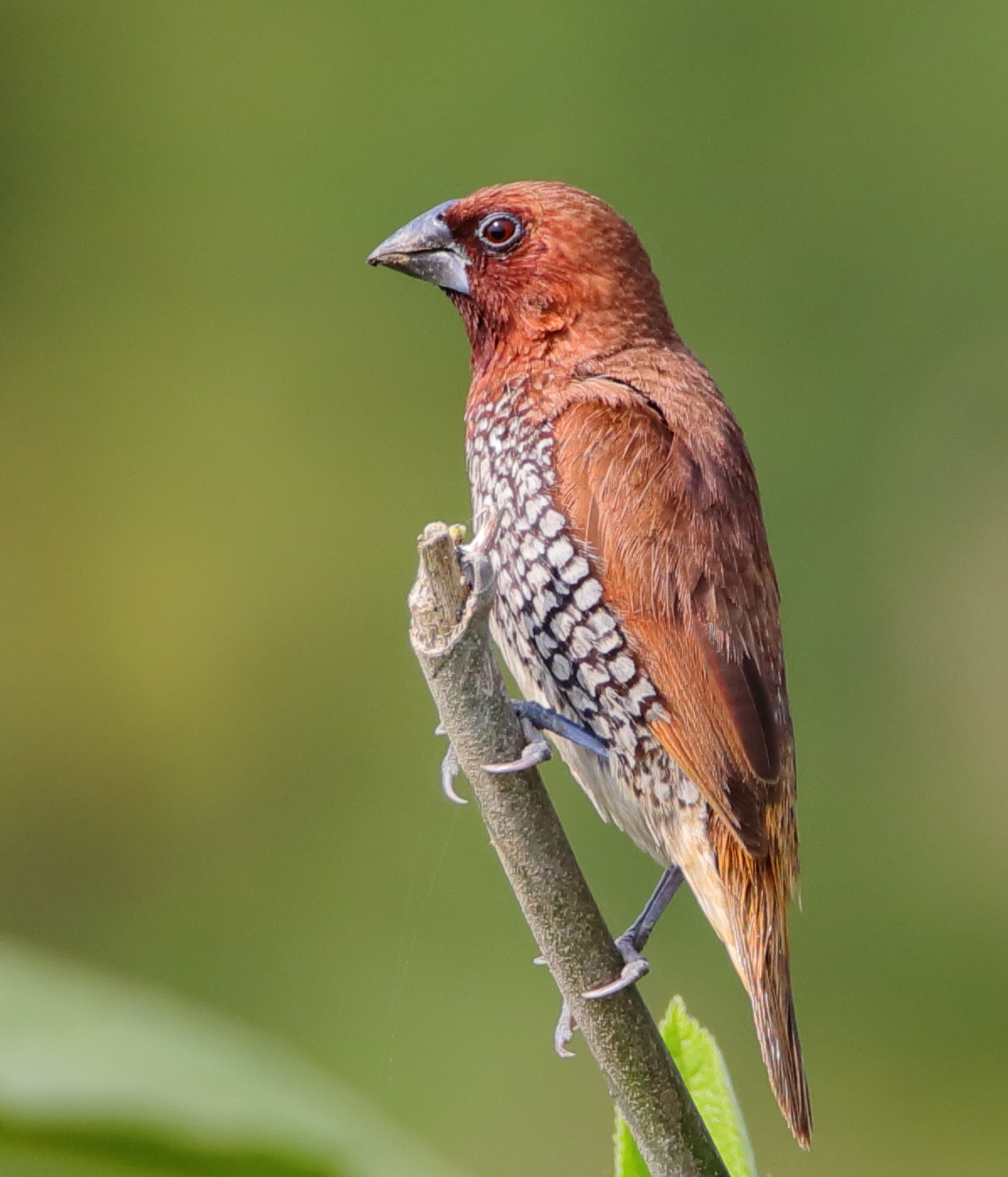 Tamron SP 150-600mm F5-6.3 Di VC USD sample photo. Mg photography