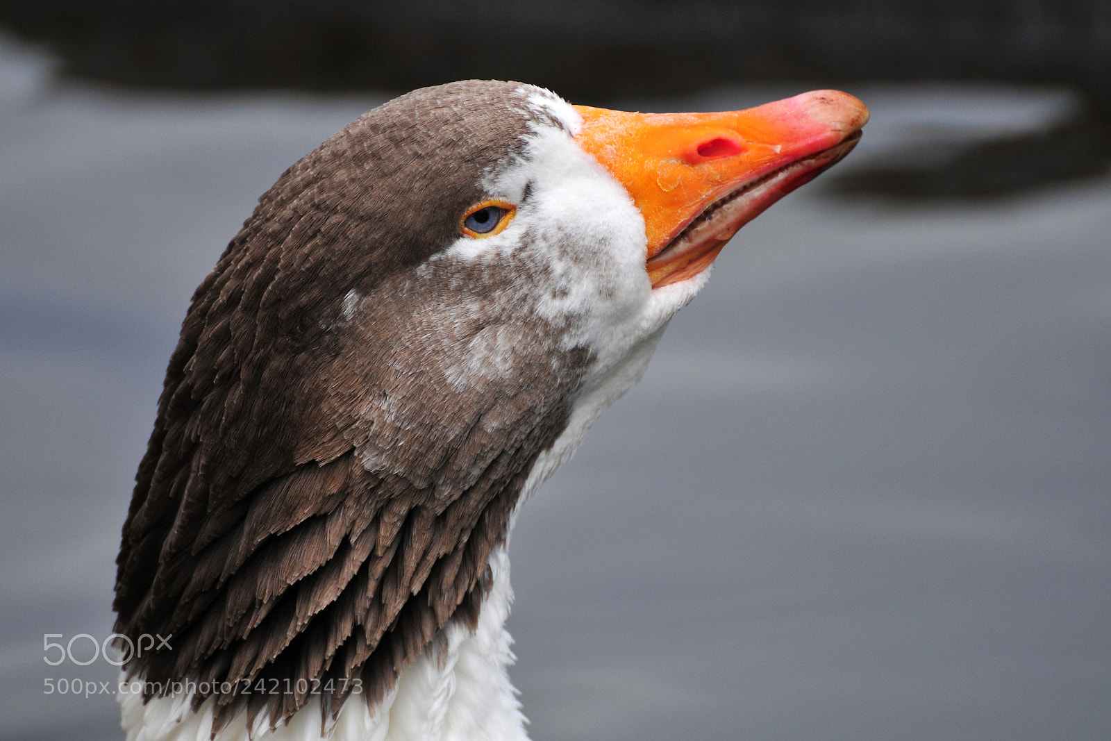 Nikon D300 sample photo. The goose photography