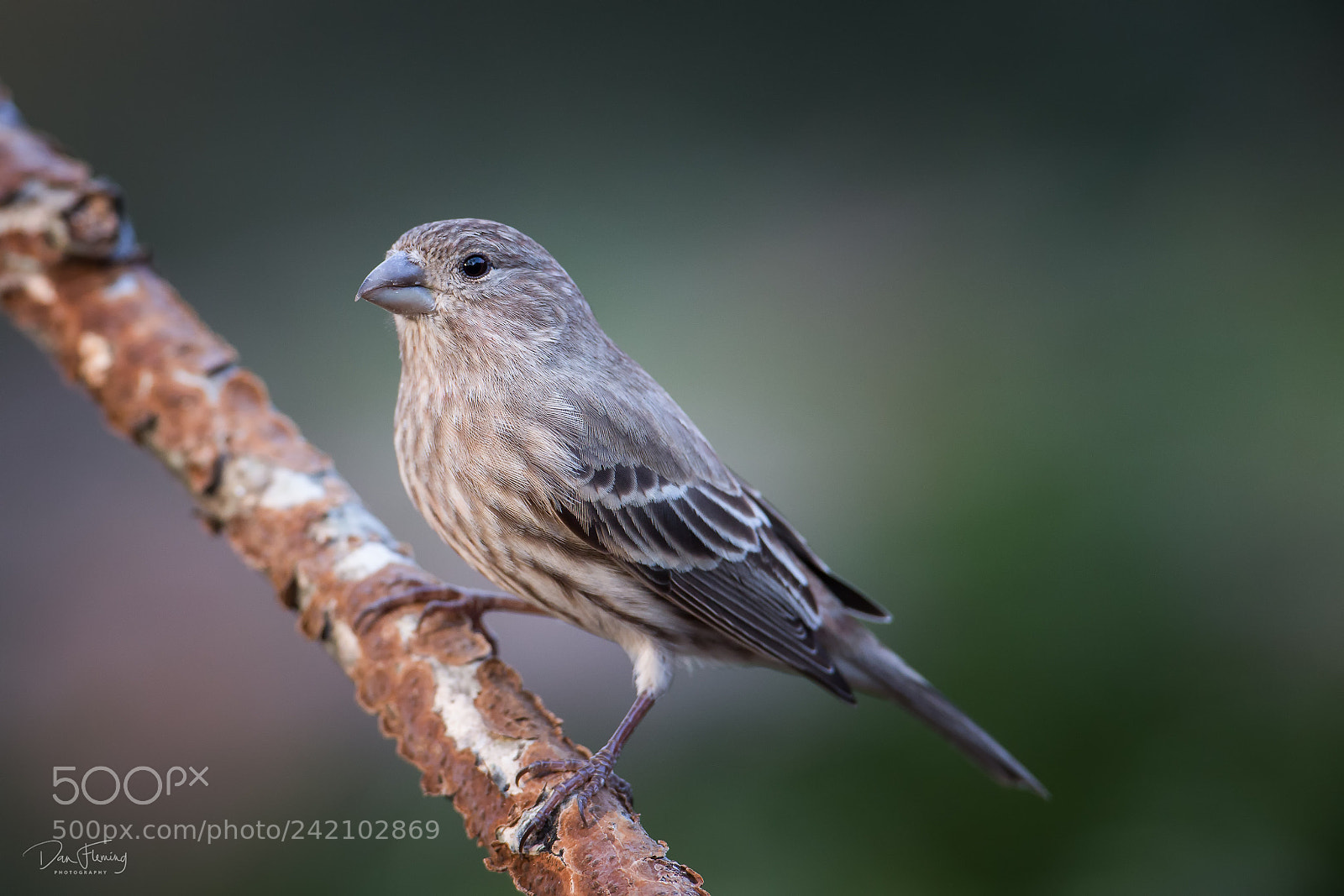 Canon EOS-1D X sample photo. House finch haemorhous mexicanus photography