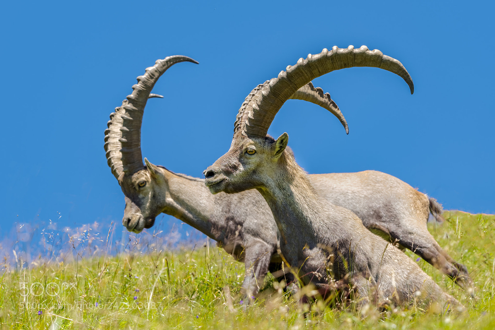 Olympus OM-D E-M1 sample photo. Capricorn - capra ibex photography