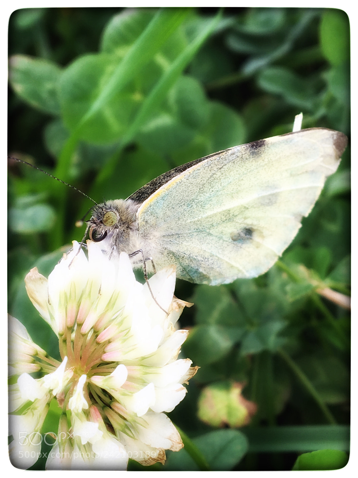Apple iPhone 6s sample photo. Untitled photography