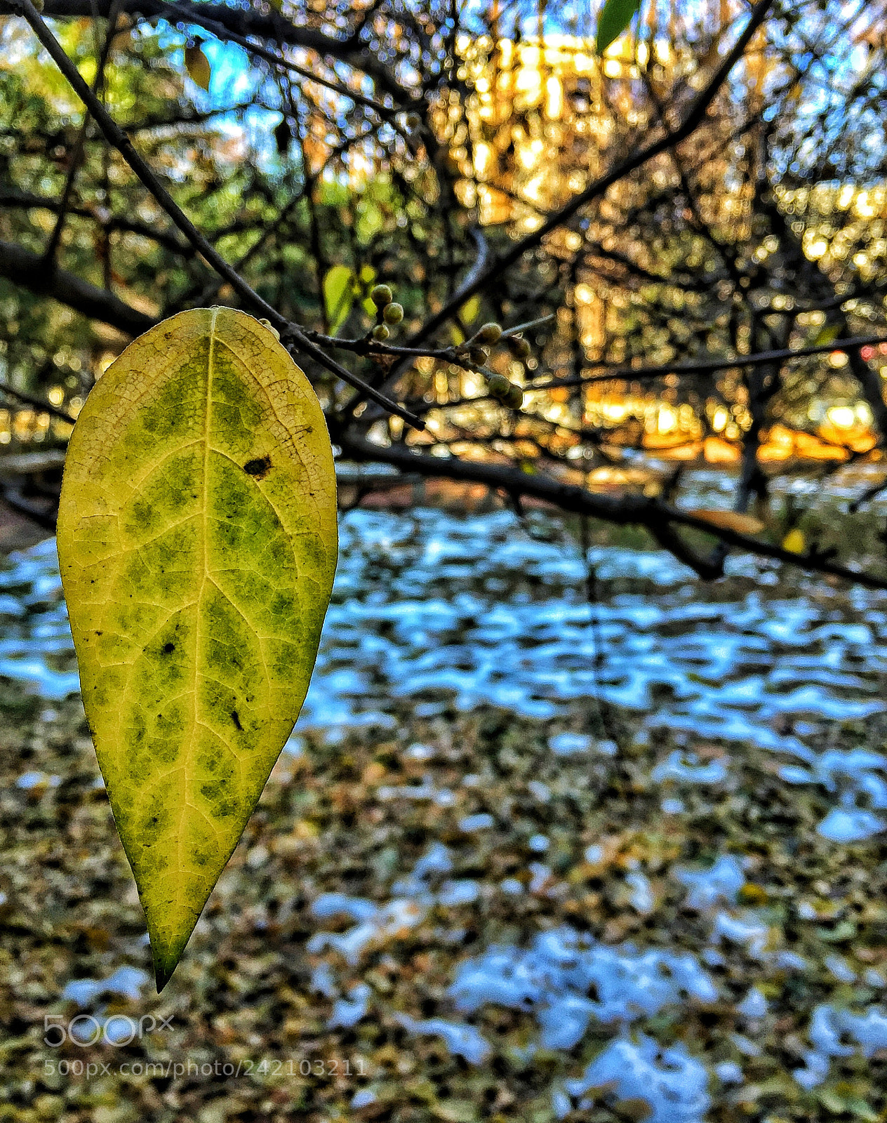 Apple iPhone 6 Plus sample photo. Untitled photography