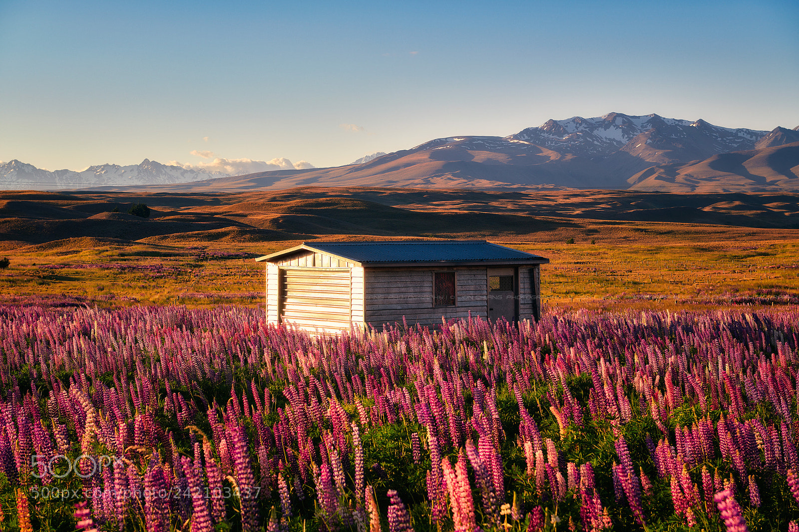 Nikon D850 sample photo. Lupine layers photography