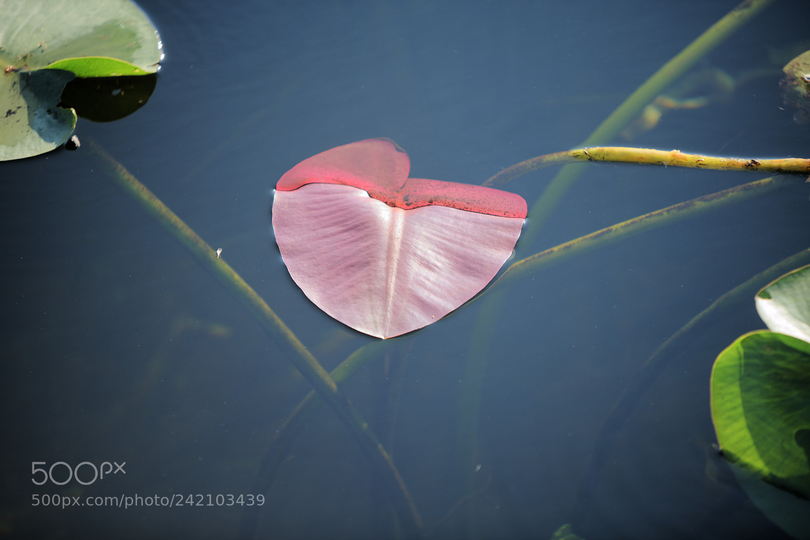 Nikon D850 sample photo. Three worlds with apologies photography